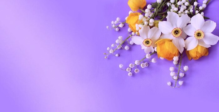 Bright spring flower arrangement. Yellow flowers of trolius europaeus and white daffodils on a lilac background. Bright light colors. Background for spring greeting cards, invitations