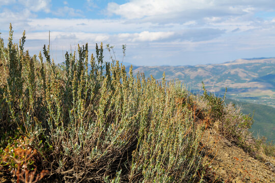 View of sky through grass green desert sagebrush plants in mountains and green landscape in summer. High-quality photo