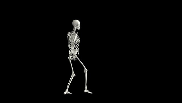 Sexy skeleton dance with alpha channel