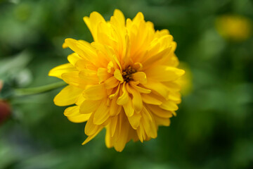 Blooming Rudbeckia laciniata, or golden balls in the garden close-up. High quality photo