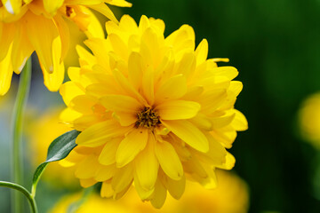 Blooming Rudbeckia laciniata, or golden balls in the garden close-up. High quality photo