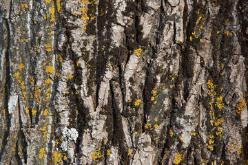 The texture of poplar bark. The texture of the bark. Close-up