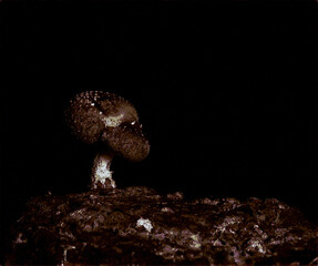 shitake mushrooms in the dark