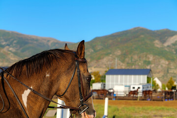 Saddle with stirrups on a back of a brown horse. High-quality photo