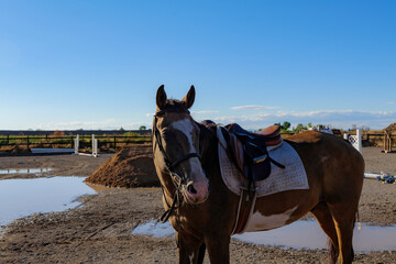 Saddle with stirrups on a back of a brown horse. High-quality photo