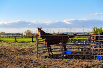 Bay Horse Standing on the farm, Split Rail metal fence in a pasture, mountain view in the background. High-quality photo