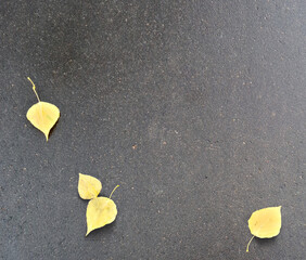 On wet asphalt, yellow leaves. Gray background with yellow autumn leaves. Asphalt road. Autumn weather, rain. Suitable for postcards, promotions, websites, printing, social media.