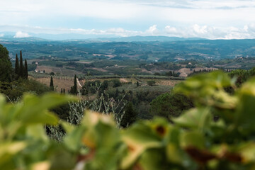 Fototapeta premium Beautiful view of Tuscany fields from behind a tree
