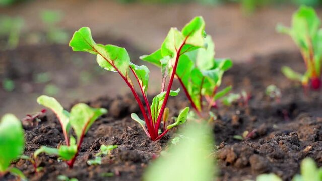 Young growing red beets in the early morning at sunrise close-up on a garden bed on a blurred background. Growing root crops on a home plantation. Smooth camera movement around home growing vegetables