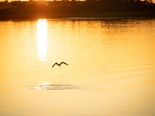 Bird flying off after catching fish at sunrise
