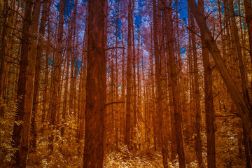 Fototapeta premium fantastic forest landscape with orange trees and blue sky
