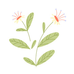 Flower with blooming bud vector.