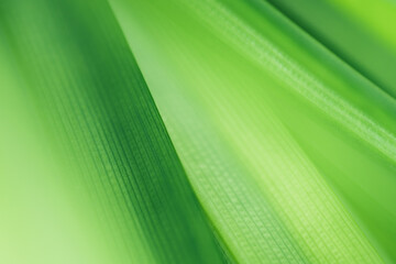 Nature of green leaf in garden at summer. Natural green leaves plants using as spring background cover page greenery environment ecology lime green wallpaper