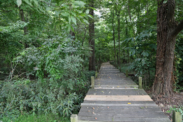 The trail through the swamp - Reelfoot Lake State Park, Tennessee