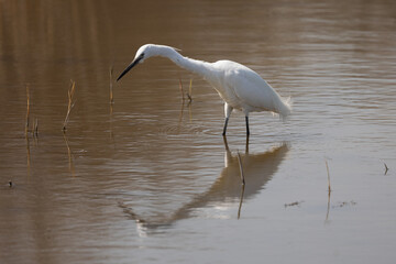 Egret