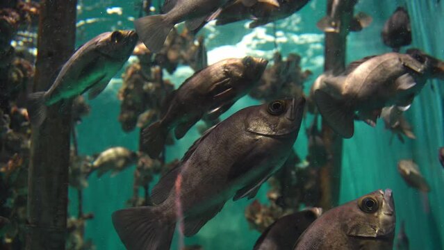 Rockfish swimming in a group, A fish called "Mebaru" in Japan.