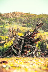 Raíz de árbol gigante arrancado y cortado en paisaje verde con montaña de bosque al fondo