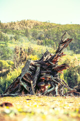 Raíz de árbol gigante arrancado y cortado en paisaje verde con montaña de bosque al fondo