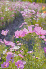 Obraz na płótnie Canvas Pink Gesang Flowers in Autumn