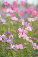 Fototapeta premium Pink Gesang Flowers in Autumn