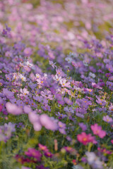 Pink Gesang Flowers in Autumn