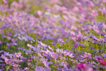 Fototapeta premium Pink Gesang Flowers in Autumn