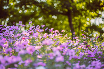 Fototapeta premium Pink Gesang Flowers in Autumn
