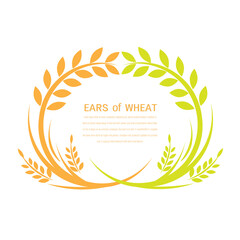 Vector logo label or package with yellow rice wheat rye grains. Concept for asian agriculture organic cereal products bread and bakery factory.Yellow rice organic , Vector icon EPS10.