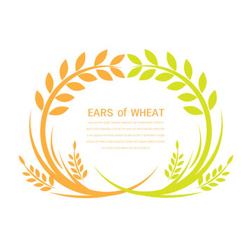 Vector logo label or package with yellow rice wheat rye grains. Concept for asian agriculture organic cereal products bread and bakery factory.Yellow rice organic , Vector icon EPS10.