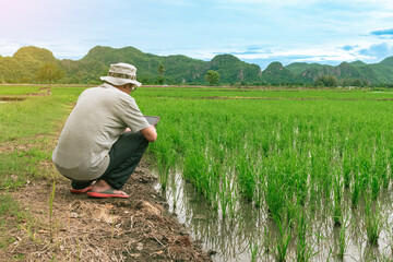 Asian male farmer using tablet for research leaves of rice in organic farm field. Agriculturist check the growing rice production in rice paddy field by using tablet. Agricultural technology Concept.