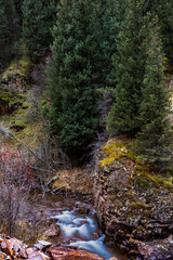 stream in the woods