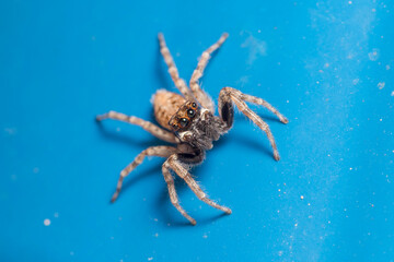 Female Menemerus semilimbatus spider posed on a blue fence on a sunny day
