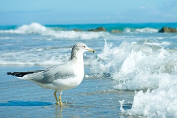 seagull on the beach