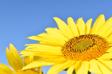 満開のひまわりと青空・Helianthus annuus・Sunflower・日輪草