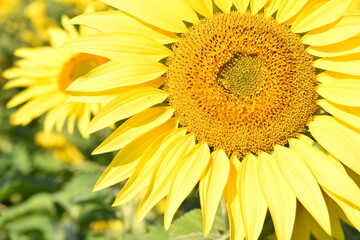 満開のひまわりと青空・Helianthus annuus・Sunflower・日輪草