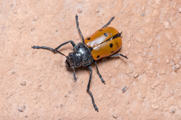 Lachnaia sp. beetle walking on a concrete wall under the sun