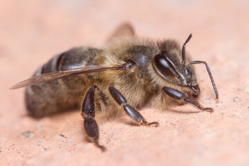 Apis mellifera resting on a concrete wall under the sun