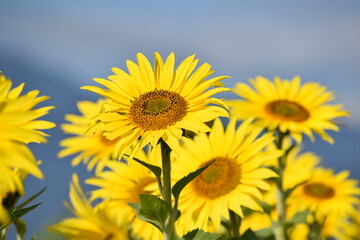 Obraz premium 満開のひまわりと青空・Helianthus annuus・Sunflower・日輪草