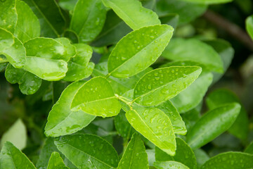 lemon leaf with water drops