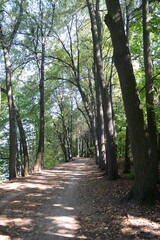 Forest alley in the city natural-historical park 