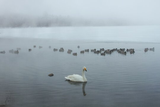 Whooper swan swimming with a sord of mallards in Lake Kussharo, Hokkaido, Japan