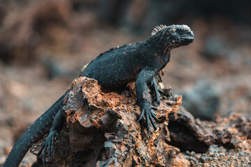 iguana on a rock; Galapagos animals