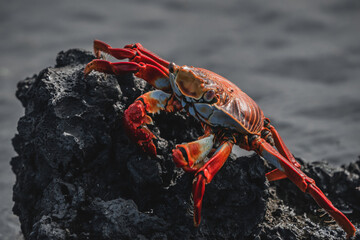 red crab on the rock; Galapagos animals - obrazy, fototapety, plakaty