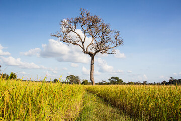 Fototapeta na wymiar Autumn rice field