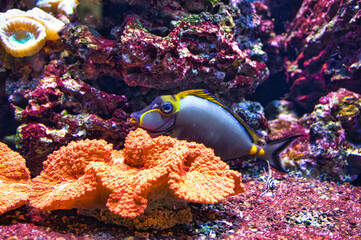 Fototapeta na wymiar Corals and fish in saltwater aquarium. Observation of the underwater world.