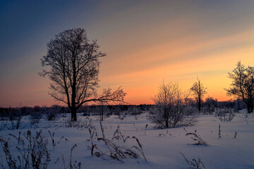 Winter landscape with forest, trees covered snow and sunrise. Winter morning of a new day.
