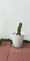 green cactus plant in a white pot, a plant that can be made indoors or outdoors
