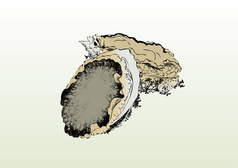 鮑,あわび,アワビ,刺身,食材,食べ物,シーフード,居酒屋,飲食,飲食店,寿司,Abalone, Sashimi, Ingredients, Food, Seafood, Izakaya, Restaurant, Restaurant, Sushi,浮世絵,錦絵,日本画,ukiyoe,nihonga