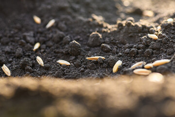 Close-up of winter oats on the ground. Planting winter crops. World hunger concept