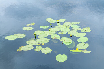 Blossoming Yellow water lily (jug) in water (Nuphar luteum)